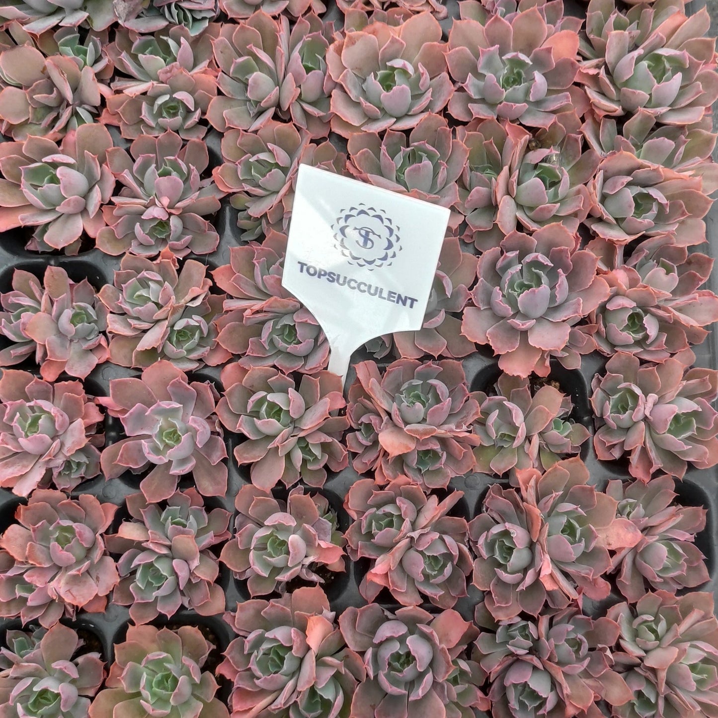 220717  ネオンブレイカー（3cm pot）（ポット苗）