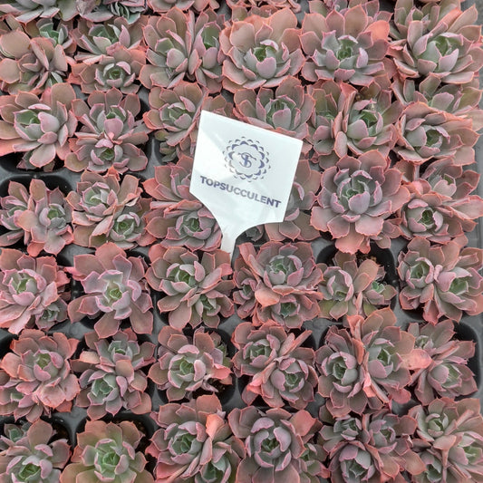 220717  ネオンブレイカー（3cm pot）（ポット苗）