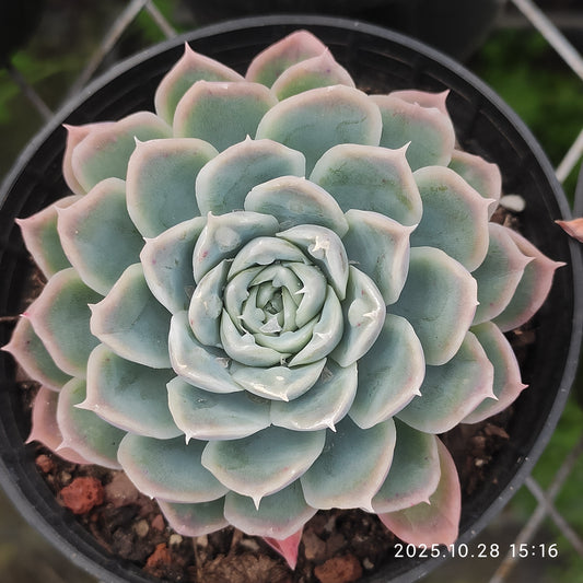 XY272 アイス ポイント（7cm pot）