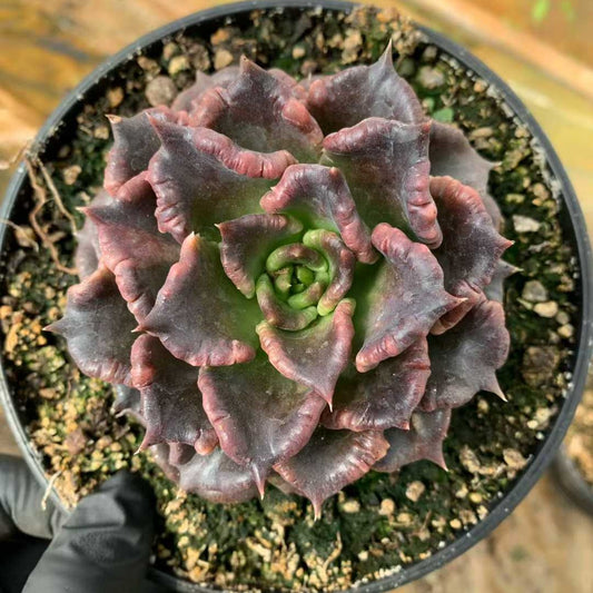 26209 ブラックマディバ