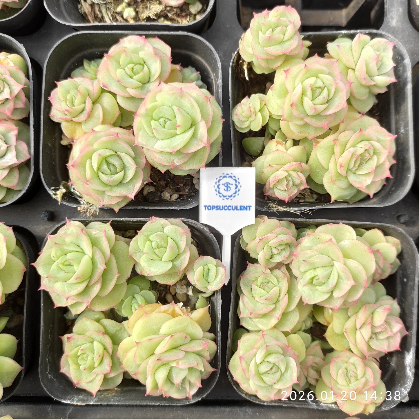 24895 アルブシア