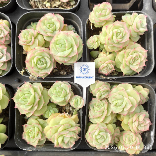 24895 アルブシア