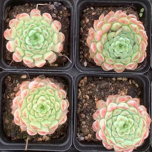 BL1881 パゴダ　ピオニー（7cm pot）