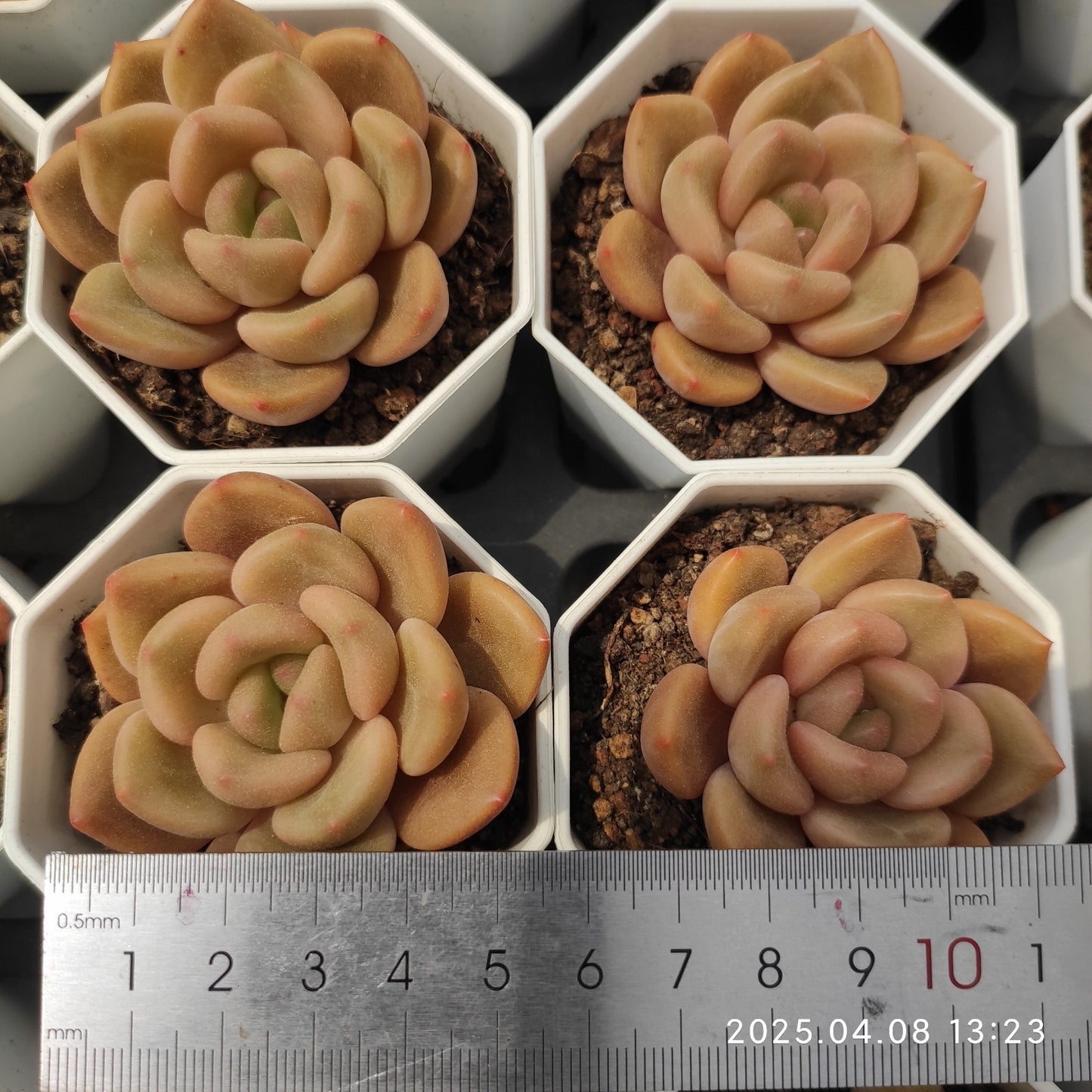 WWA189 ブランデー（7cm pot）