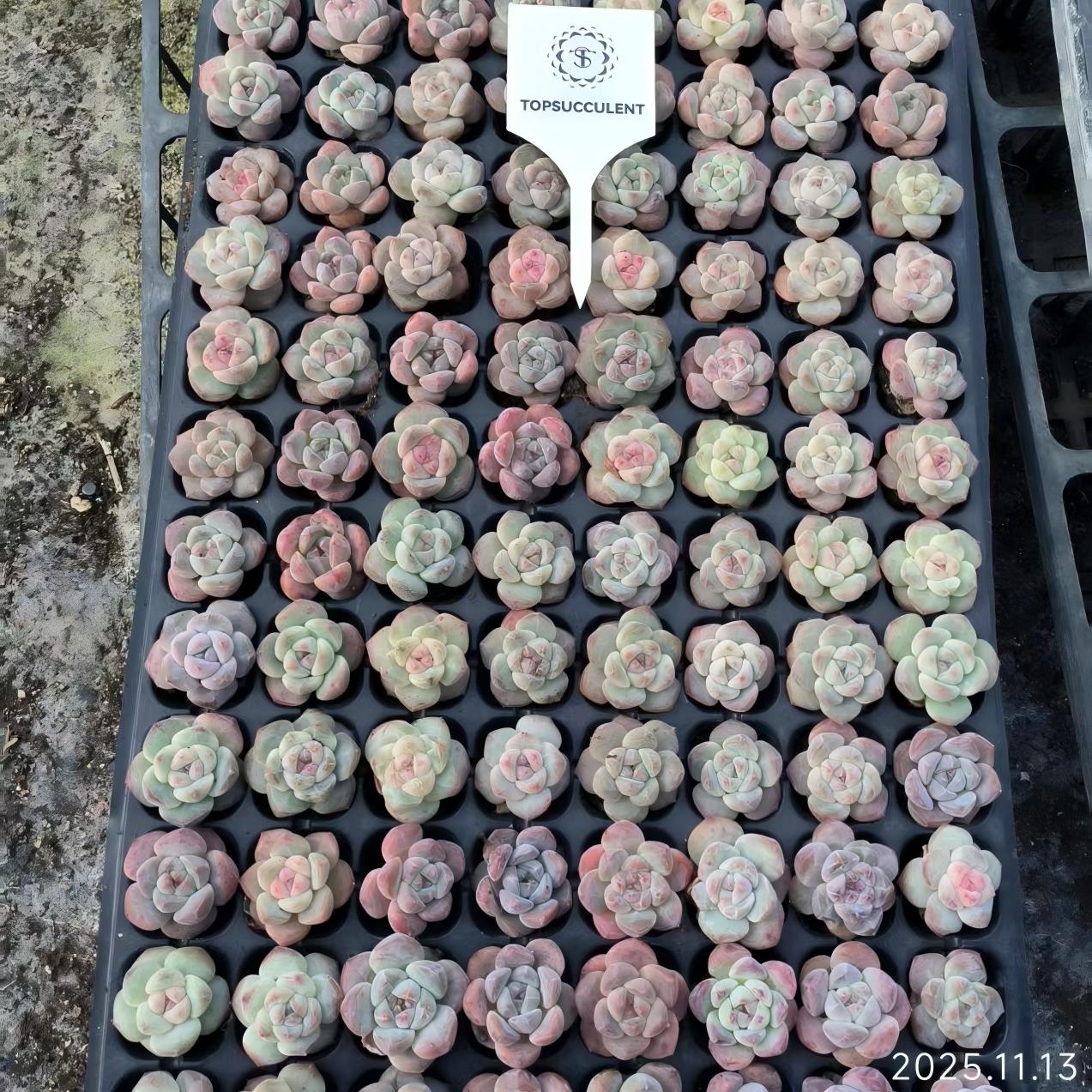 20653 キャンディーハートHyb（3cm pot）（ポット苗）