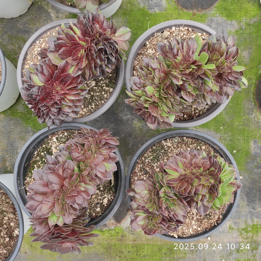 ON663 ムーン　ナイト 綴化（20cm pot）