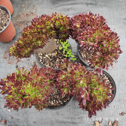 THH039 アエオニウムアルボレウム綴化（15cm pot）