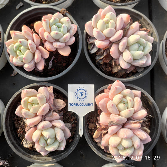 23162 クラバタムHyb（9cm pot）