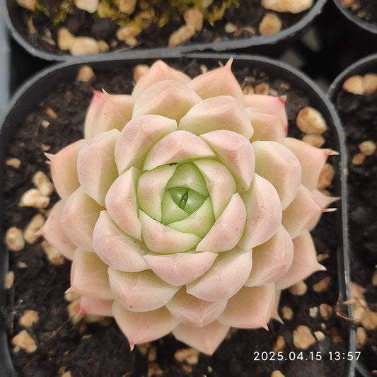 QN775 クイーンローズ（6.5cm pot）