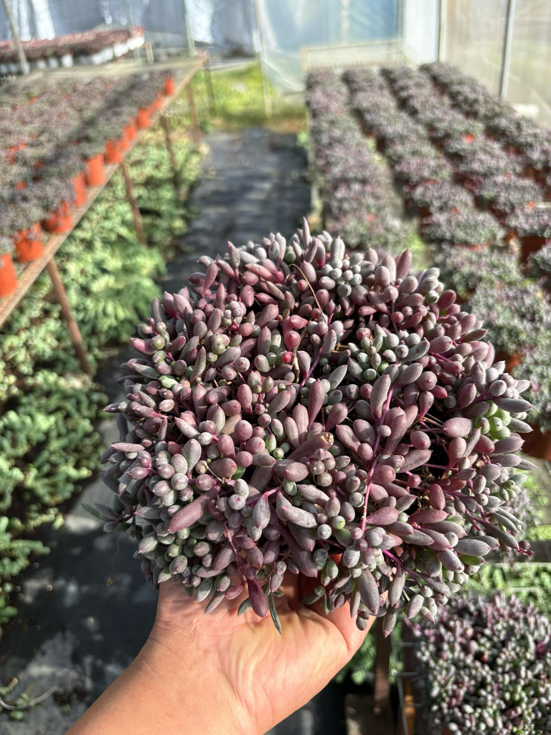 セネシオ – Top Succulent®
