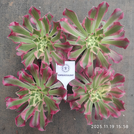 22732 ウィッチ（9cm pot）