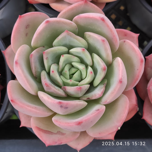 QN237 スウィーツプリンセス(9cm pot)