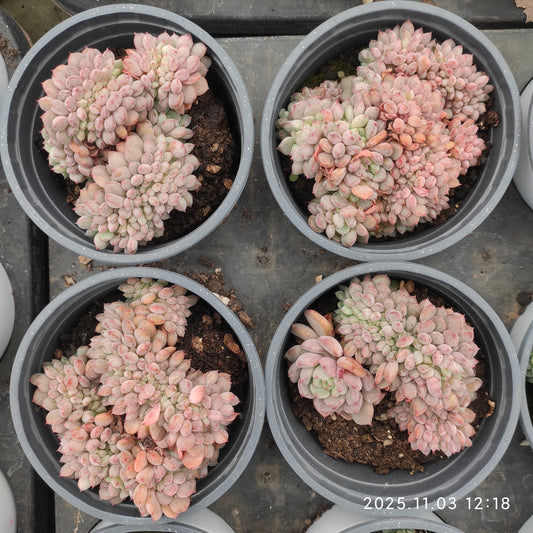 20098 マッチメーカー綴化（9cm pot）