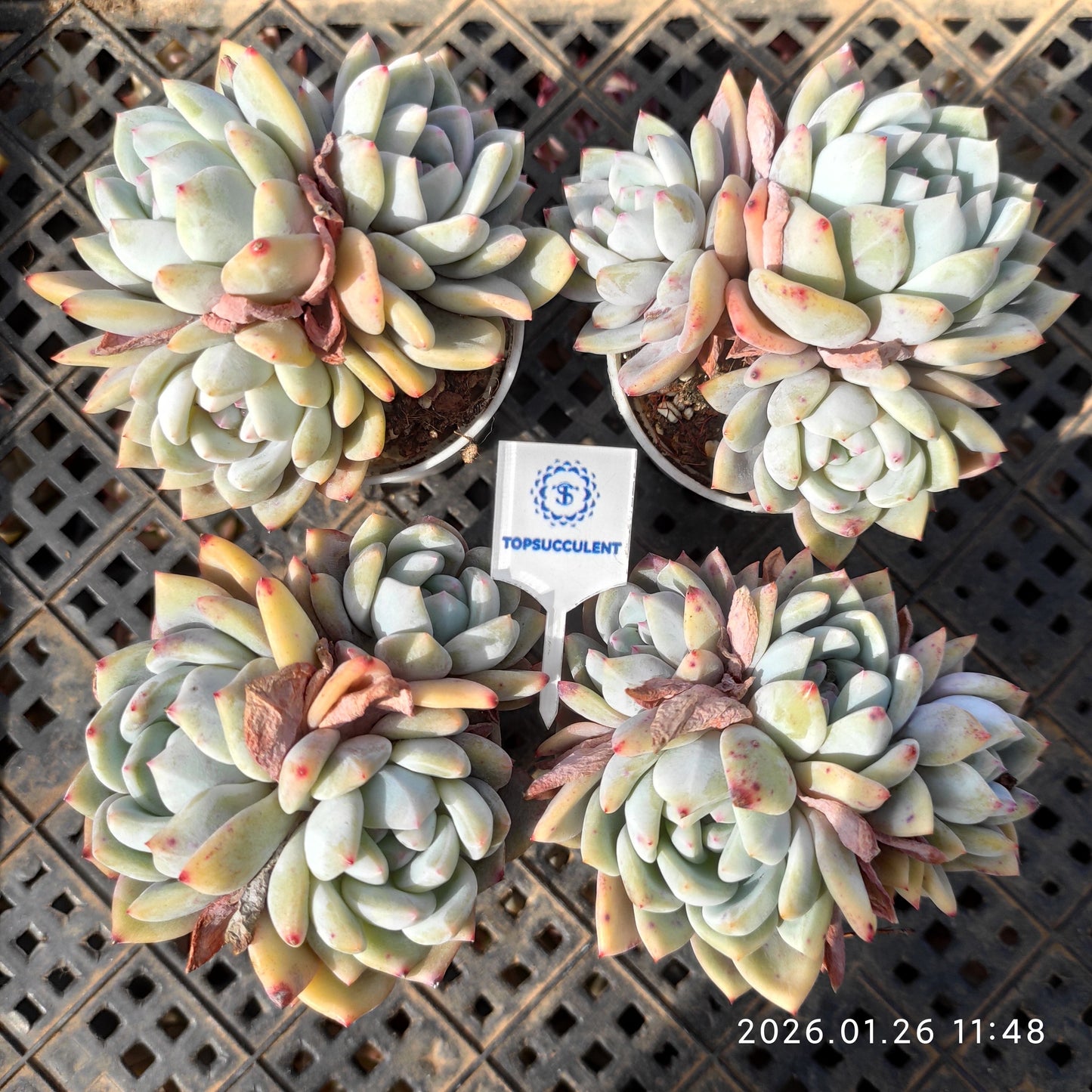 25549 オレンジモンロー