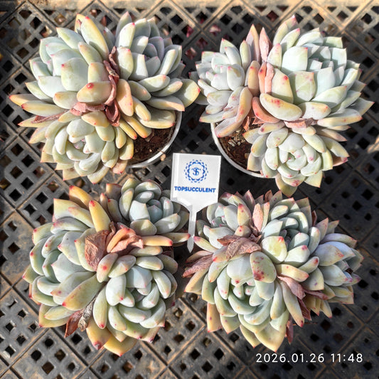 25549 オレンジモンロー