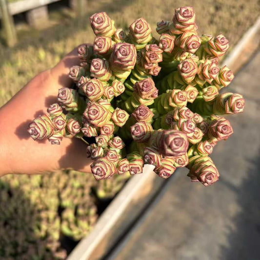 22934 パーフォーラッター