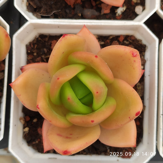 LMM434 ジューピター（7cm pot）