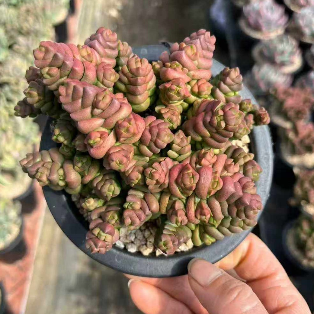 25284 クラッスラ　寿限無