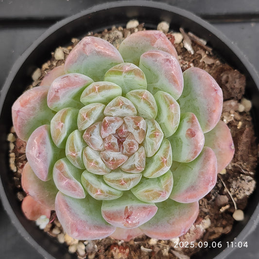 RC147 アイス（9cm pot）