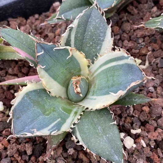 MH298 アガベ　チタノタ　白鯨錦（7cm pot）