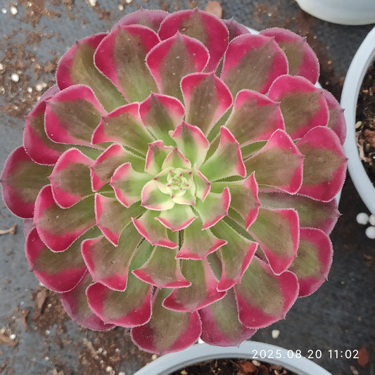 YF416 アエオニウム ガーネット （15cm pot）