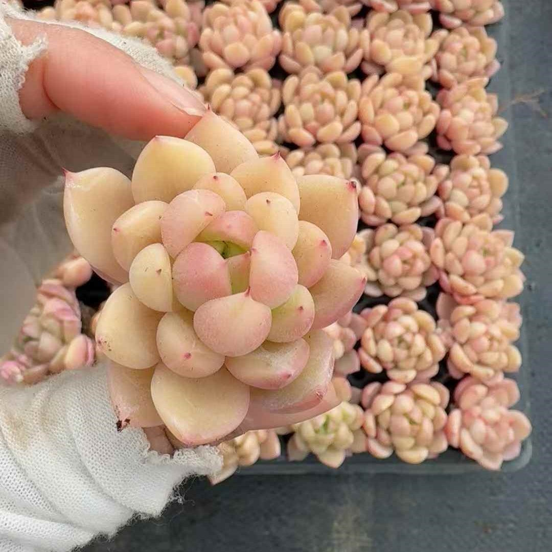 26129 ベルベット キャンディ