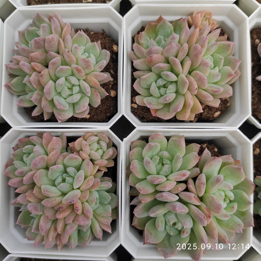 HG090 マルガン x エリー　クイーン（7cm pot）