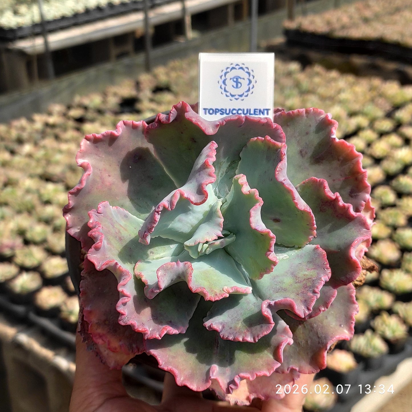 19831 ディック ライト