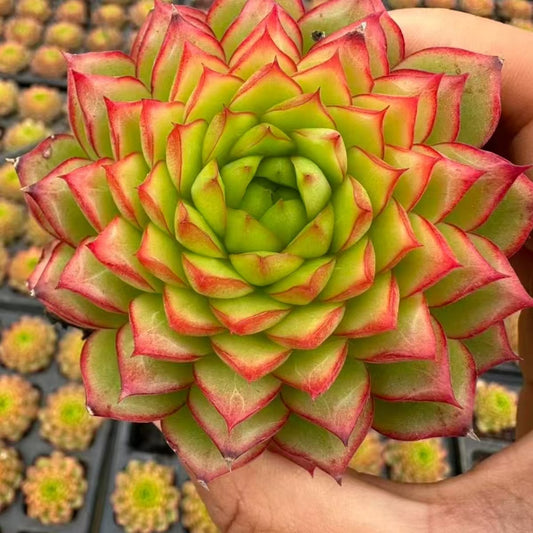 QNY167 ボーン　スプレマシー（7cm pot）