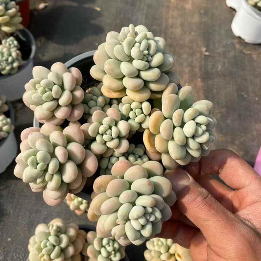 261241 フィッシュバブル