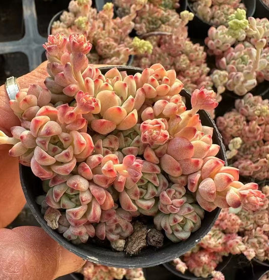 BL1766 キャラメルスプライト（5cm pot）