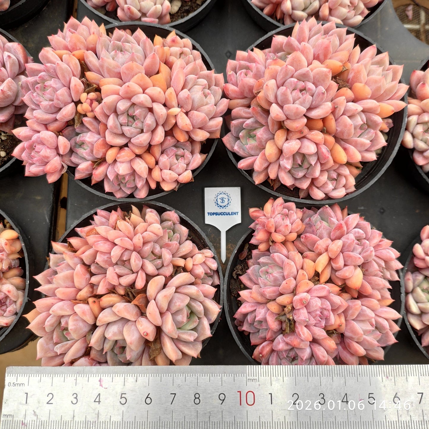 24396 ピンクアレックス