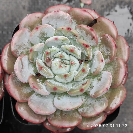 MMT835 マグパイ ブリッジ（7cm pot）