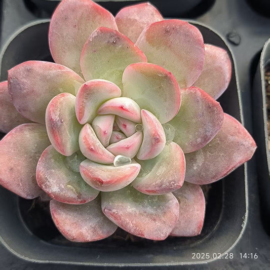 RDD224 スノーナイト Hyb (6.5cm pot)