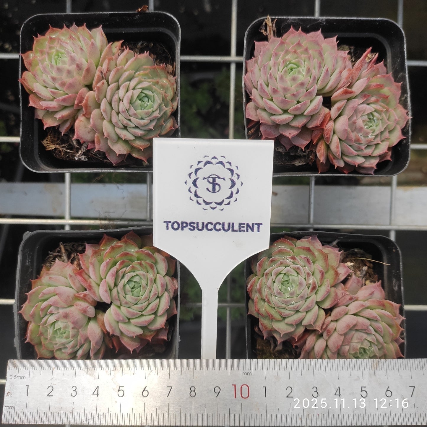 22447  シャーロットローズ（7cm pot）