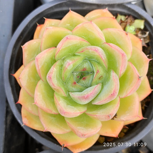 QN707 ピンククリスタルローズ（9cm pot）