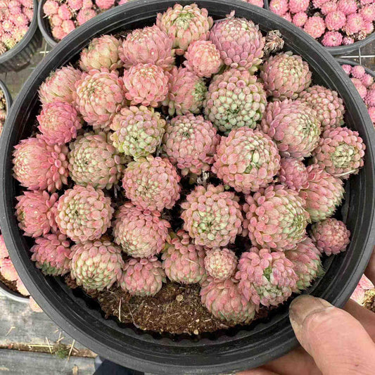 16791 グロブローサ