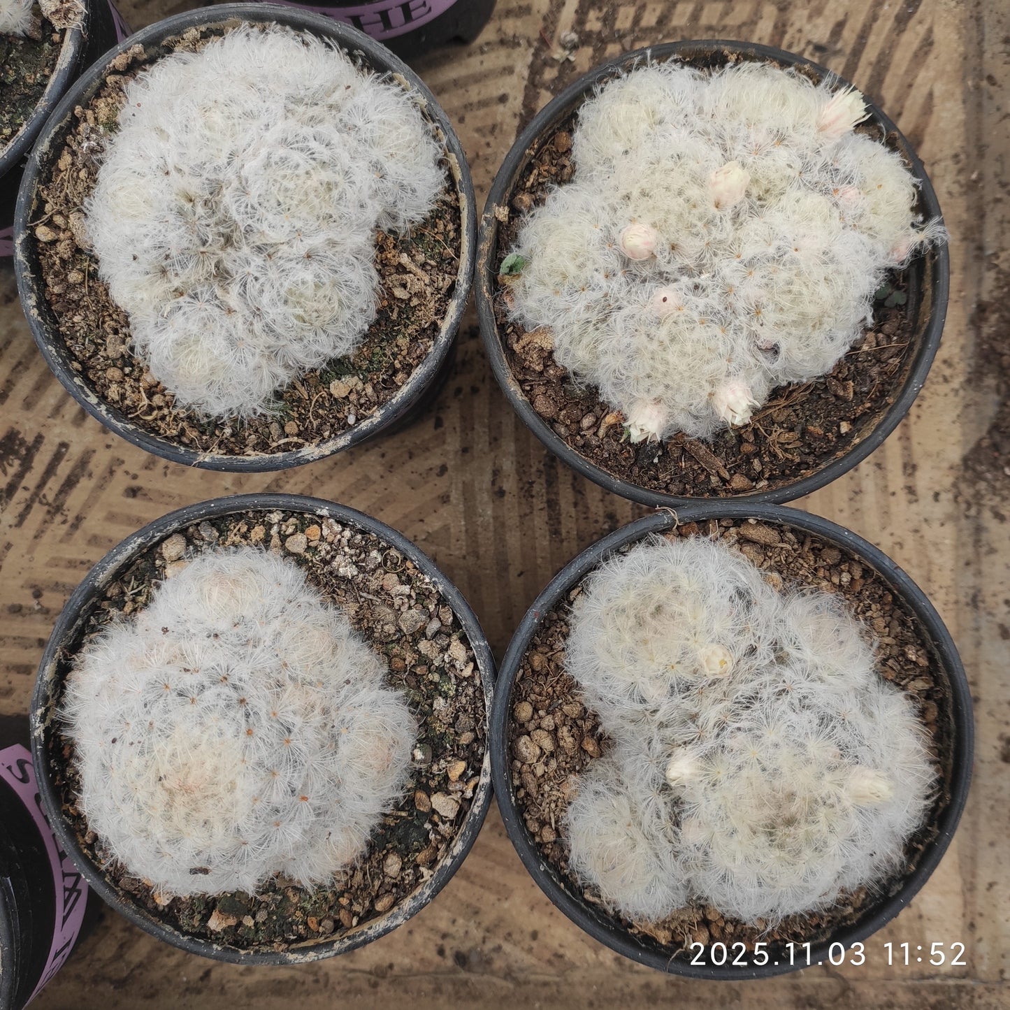 14717 白星（12cm pot）