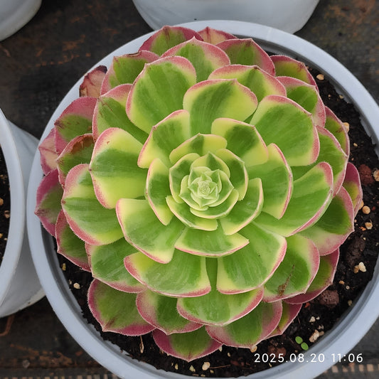 YF407 アエオニウム　シーキング （15cm pot）