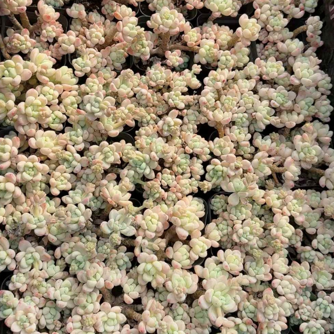 26144 クラバツム