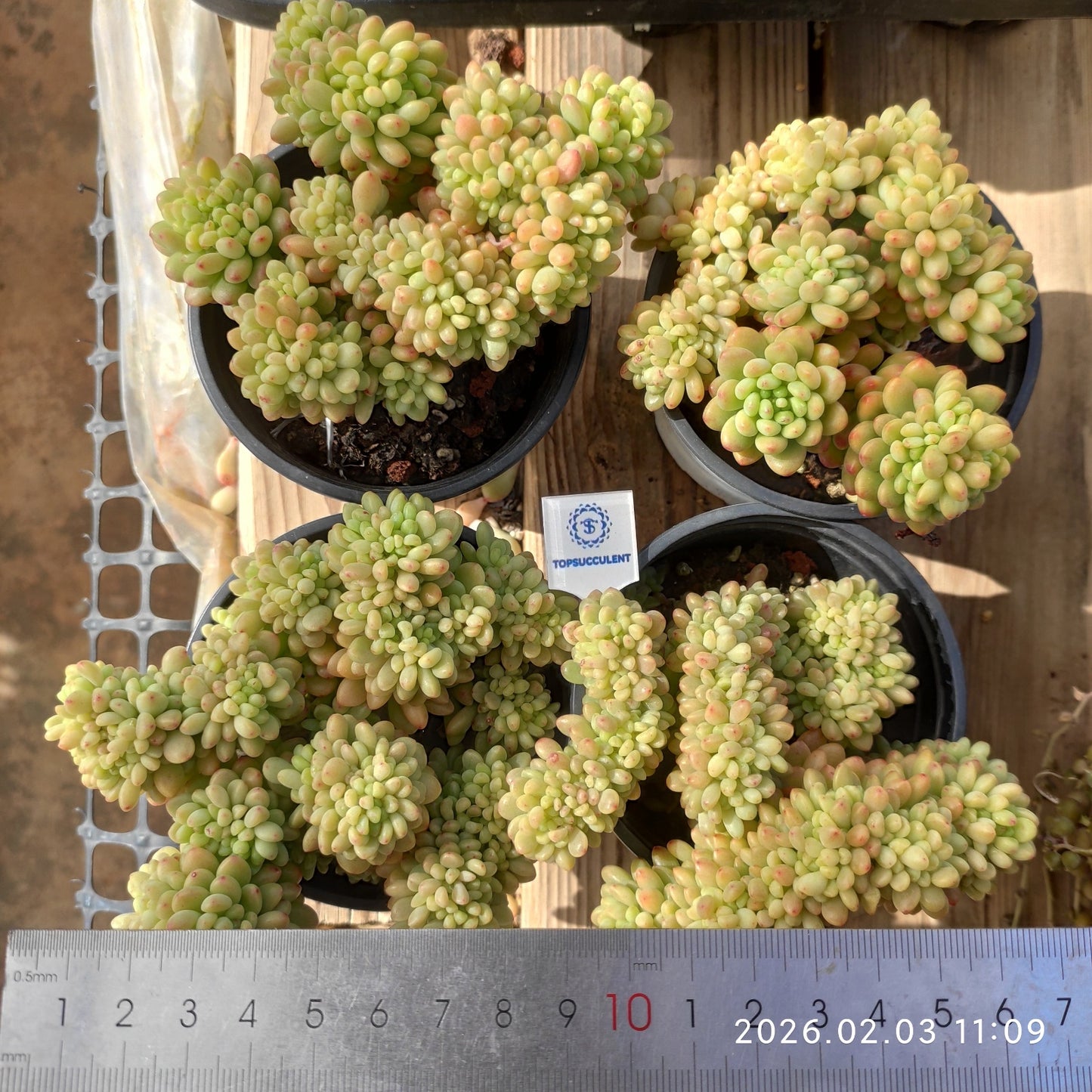 25601 シャングリラ綴化