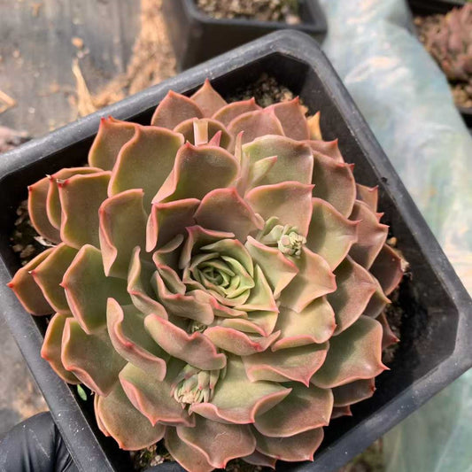 26211 ラブワード