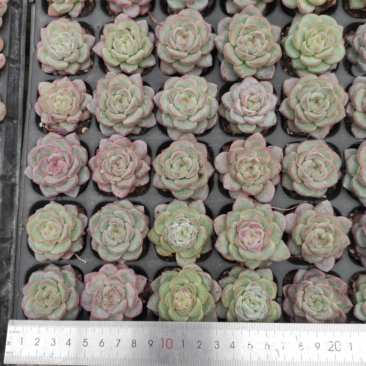 22283  スター　ジェニー（3cm pot）（ポット苗）