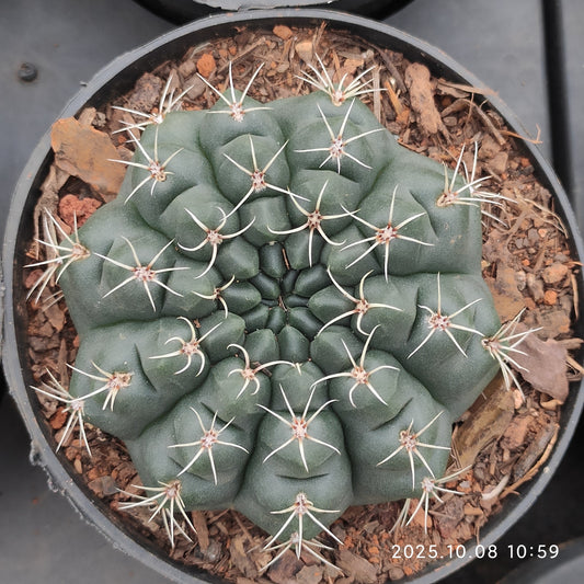 DMC070 緋花玉（9cm pot）