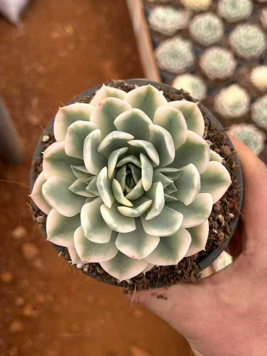 T26449 ムーン　フェアリー錦