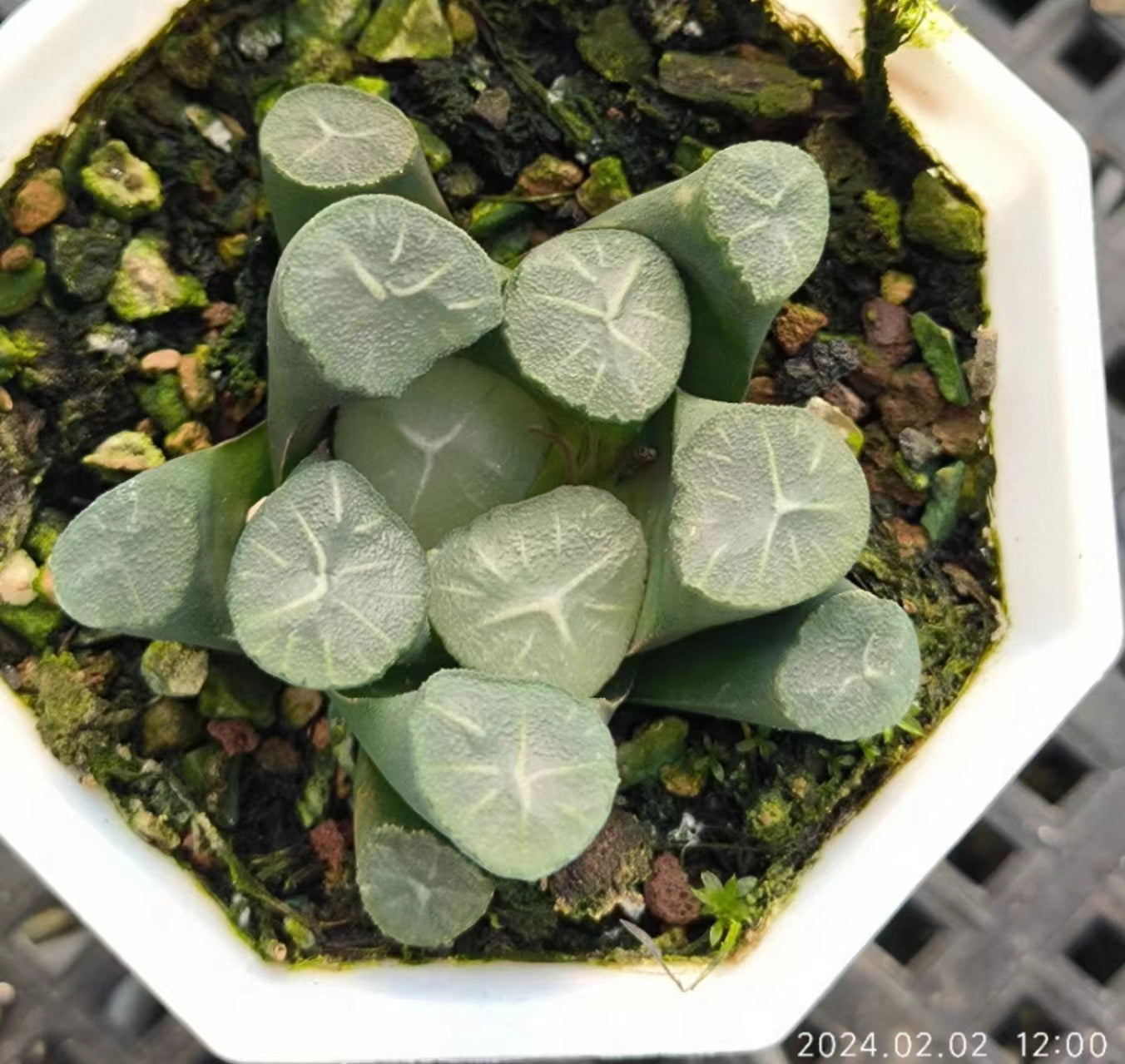 1437 神 竜 ジンリュウ