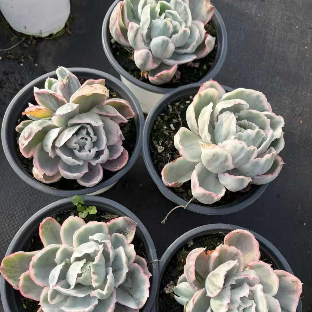 260971 バークレーライト錦