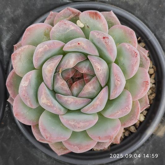 MMY1260 ストロベリーアーモンド（9cm pot）