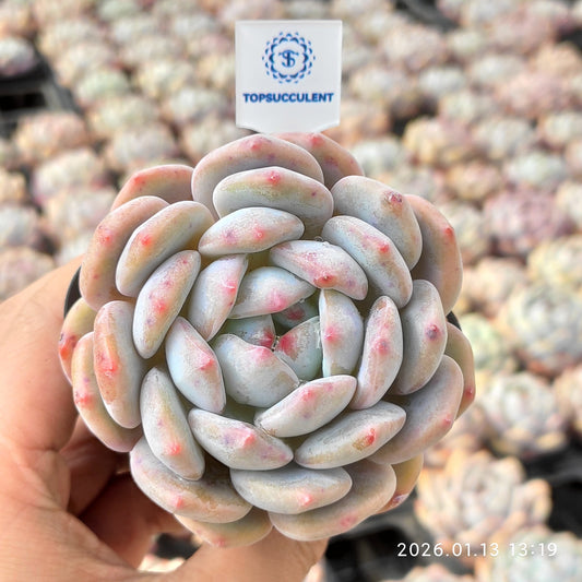 80514 オレンジモンロー