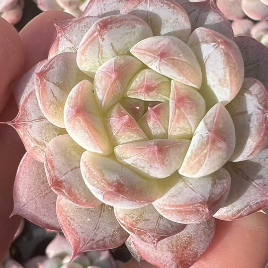 23483 ロック　キャンディーHyb（3cm pot）